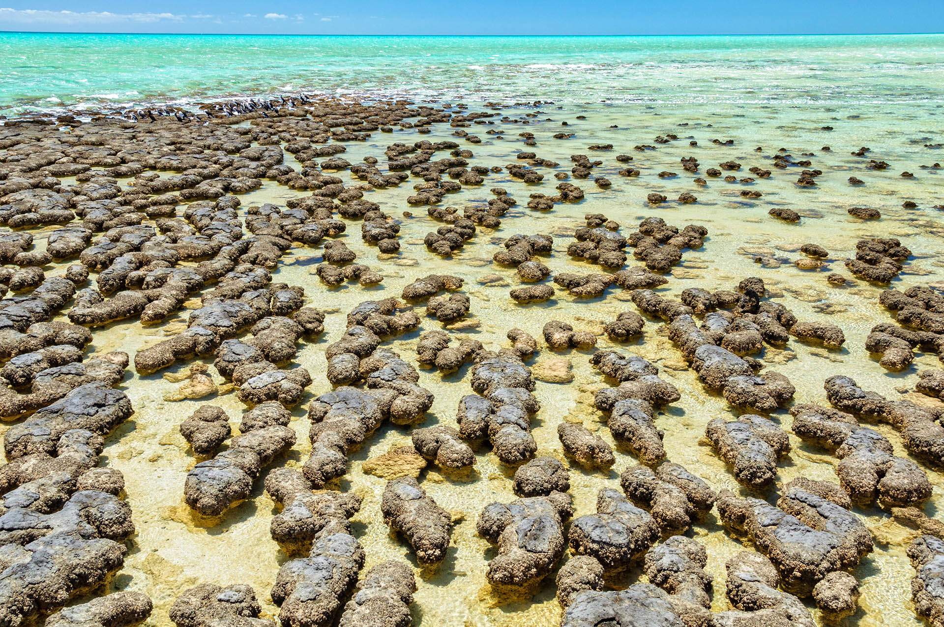 Hamelin Pool Marine Nature Reserve